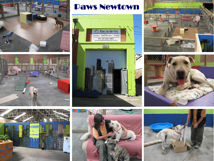 Paws in the City