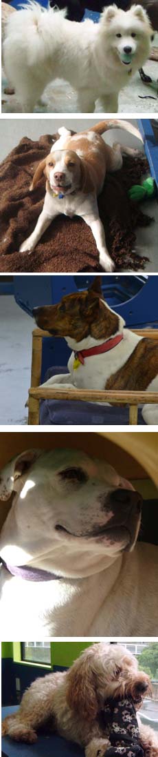 Doggy Daycare