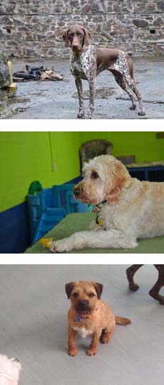 Dog Training