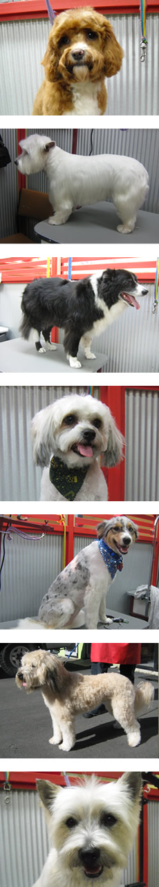 Dog Grooming