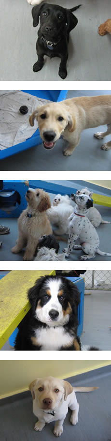 Puppy Pre-school