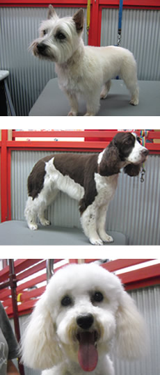 Salon Grooming
