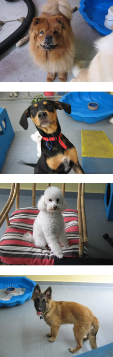 Doggy Daycare