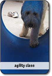 Agility Class