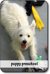 Puppy Pre-school