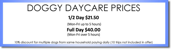 Doggy Daycare Prices